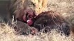 Most Amazing Wild Animals Attacks #41 Lion attack Buffalo to death , Lion attack Crocodile