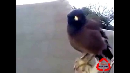 Pashto Funny Videos New Pashto Funny Video Funny Bird
