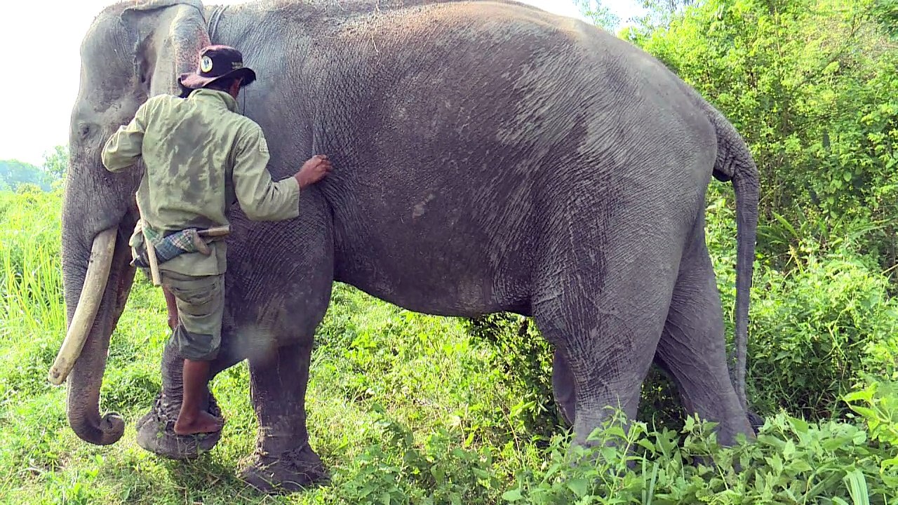 Sumatra: Elefanten als Mediatoren