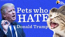 Os animais não gostam nada de Donald Trump nem o podem ver à frente !!!