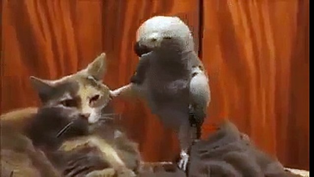 Теперь ты понял кто в доме хозяин? А?! Кот ты драный!