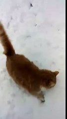 Pauvre chat Katniss i rentre carré la tête dans neige!! Haha