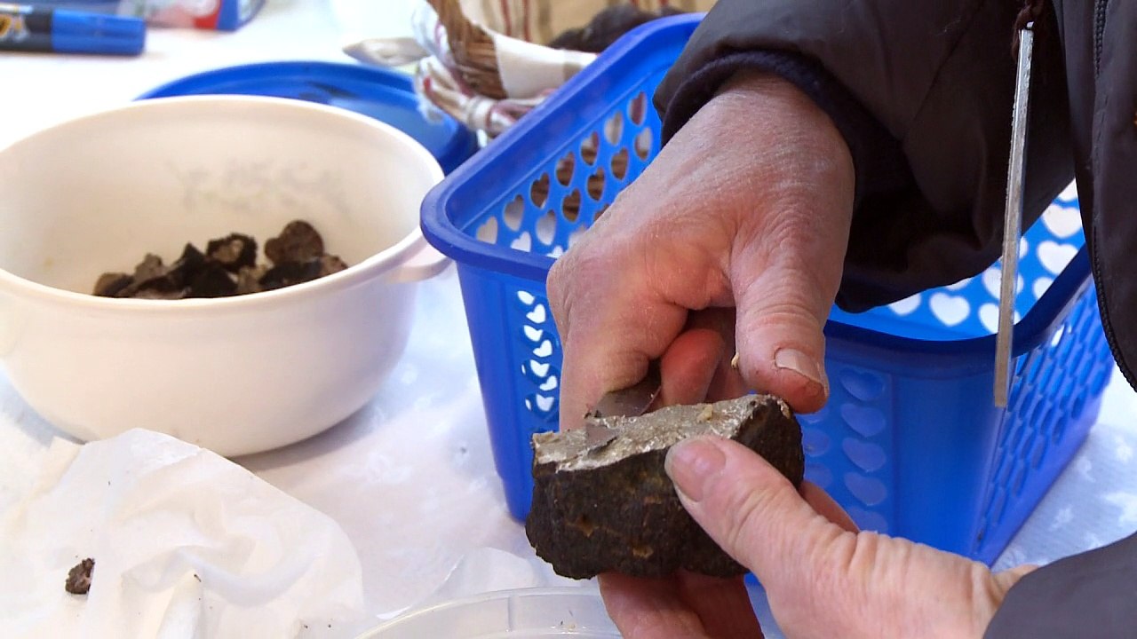 La qualité des truffes affectée à cause de la sécheresse
