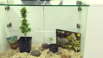 Uruguai tem museu da maconha