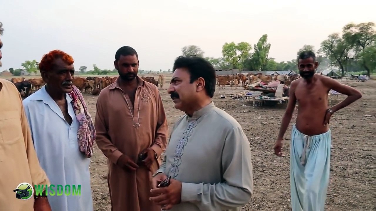 Learn how people grow cattle specially Sahiwal breed Cow