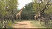 Giraffes in danger: Iconic animal facing extinction