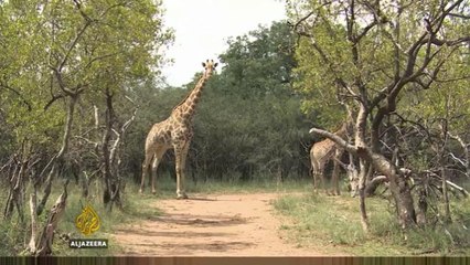 Giraffes in danger: Iconic animal facing extinction