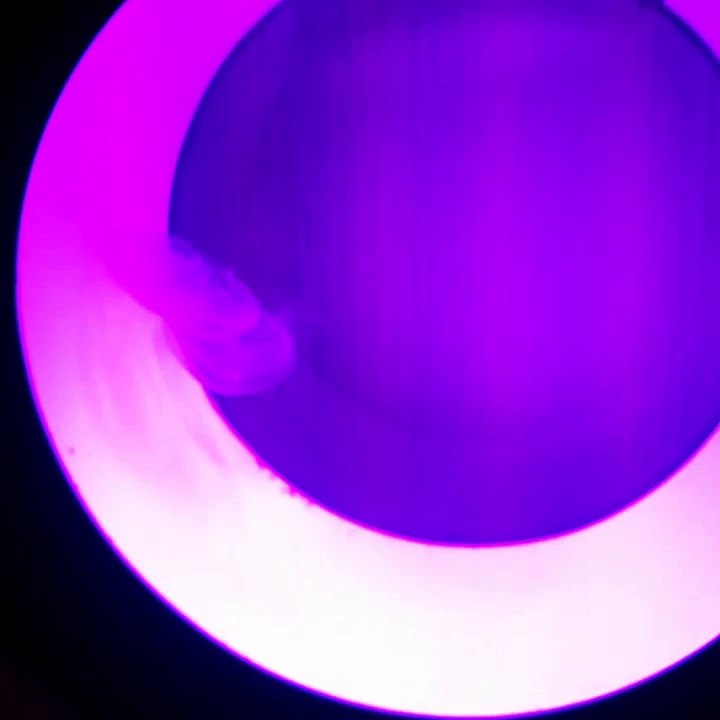 2 Moon Jellyfish Starter Kit