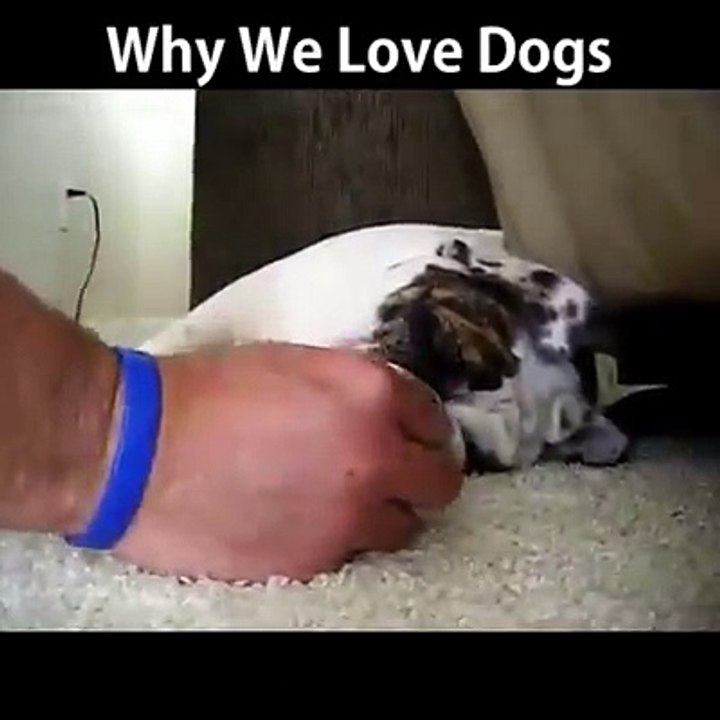 Hero Animals - Facebook