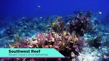 Dive Southwest Reef with Stuart Cove’s Dive Bahamas