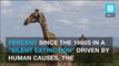 Giraffes are headed toward extinction