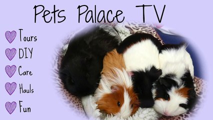 Amazing Guinea Pig Trick & My Hobbies   Q&A Part 2
