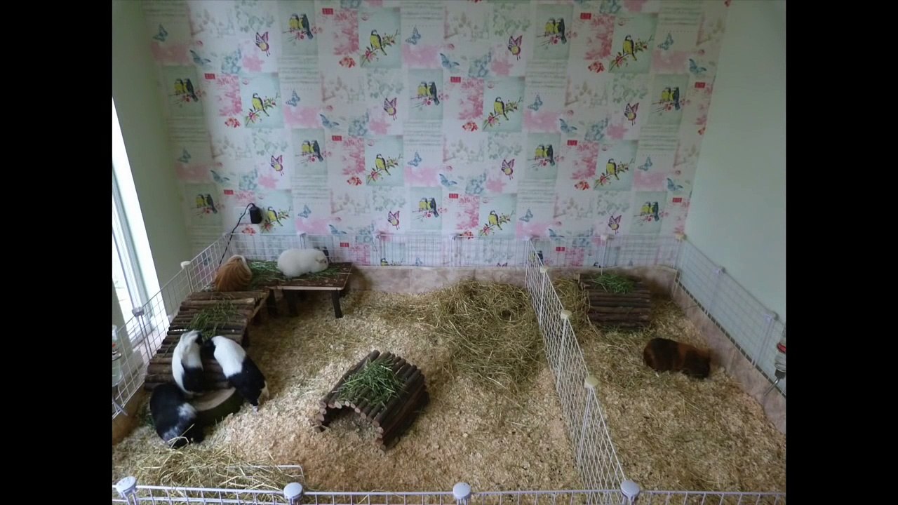 BIG CHANGES   Guinea Pig Update