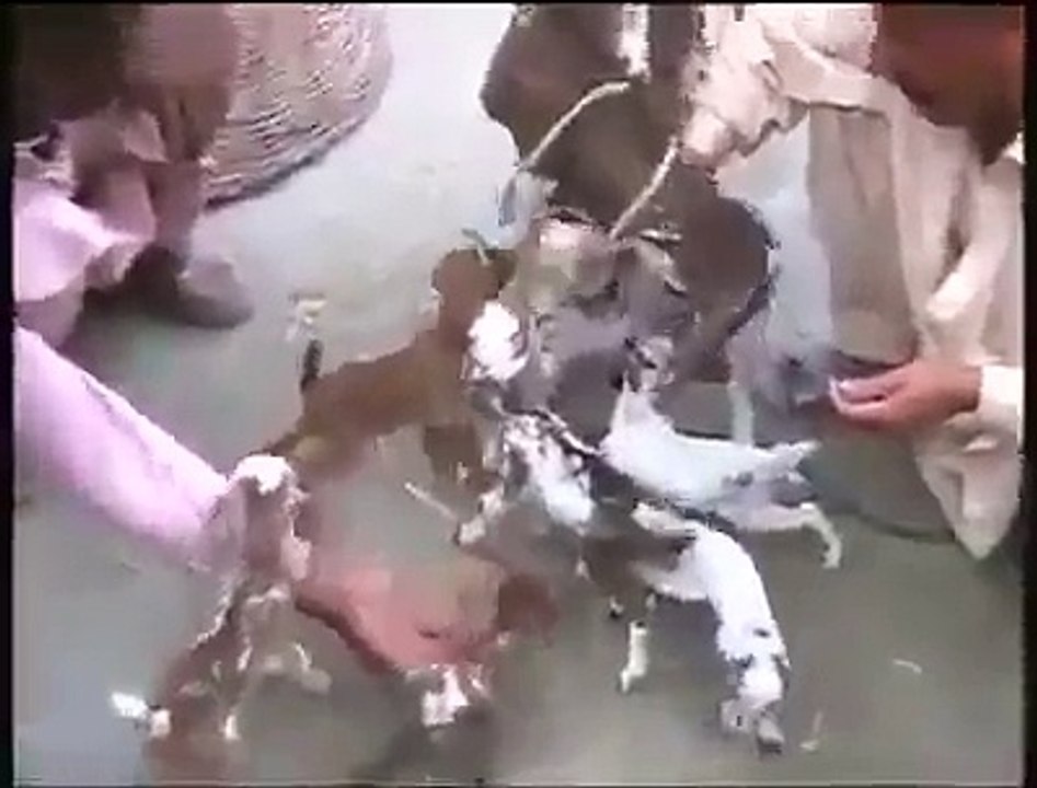 ALLAH KI SHAN DEKHIYE 1 BAKRI NE 8 BACHAY PAIDA KIYE