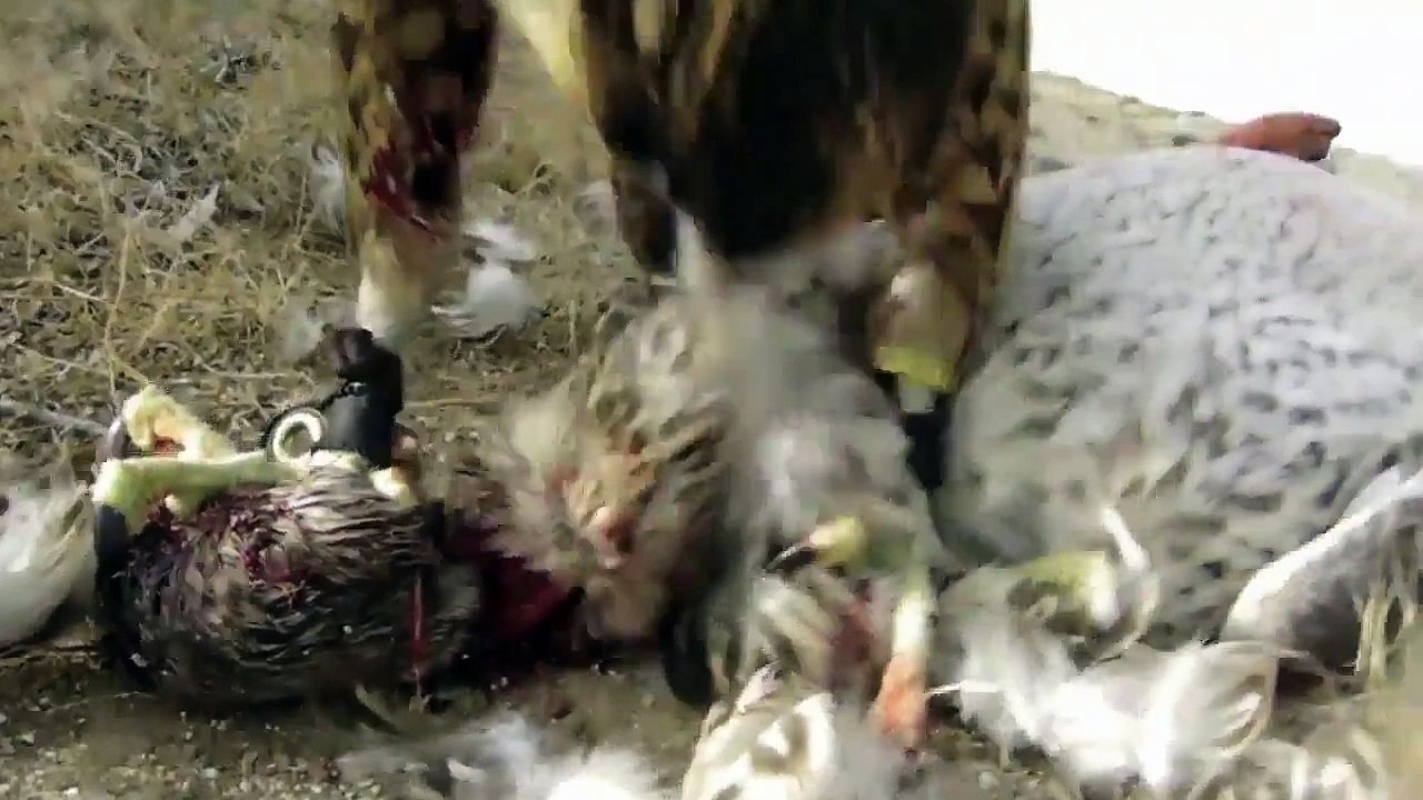 Falcon Attacks Dog&Duck