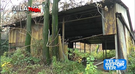 VIA LUCIANO: L'OFFICINA DEI CANI