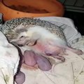 Kirpinin Doğum Anı- Hedgehog Giving birth!!!