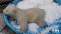 Toronto Zoo polar bear cub 3 months