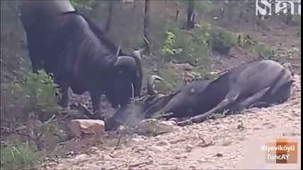 Ölmüş antilobu boynuz darbeleriyle ayağa kaldırdı