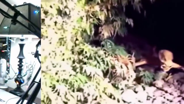 10 Mysterious Creatures Caught On Tape In Real Life