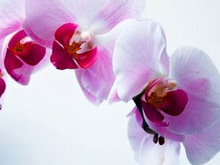 the secret of success, best inspirational quote of all times