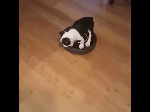Puppy Goes for a Ride on Roomba