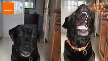 Dog Attempts to Catch Food in Slow Motion