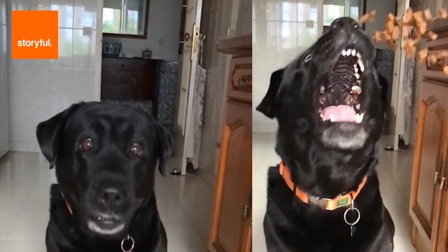 Dog Attempts to Catch Food in Slow Motion