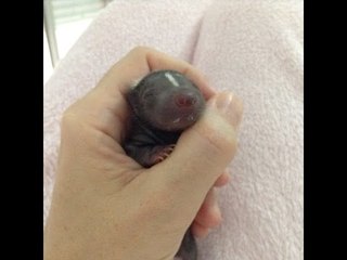 Sleepy Skunk Wakes Up to Greet the World