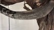 Native Australian Python Slowly Sheds Its Skin