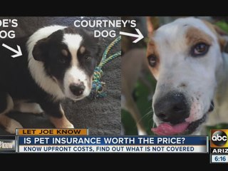 Is pet insurance worth the price?