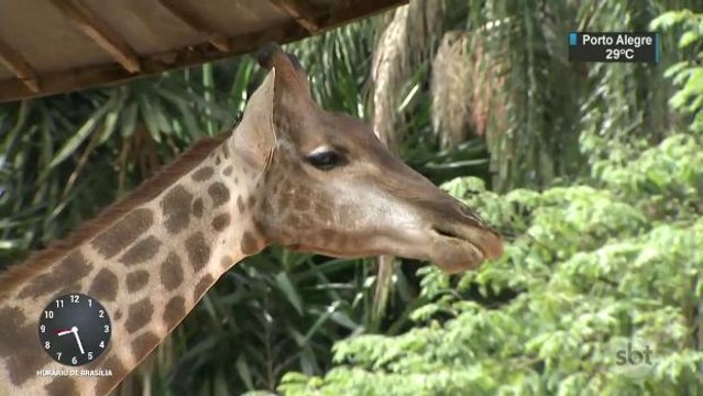 Girafa entra em lista de animais ameaçados de extinção