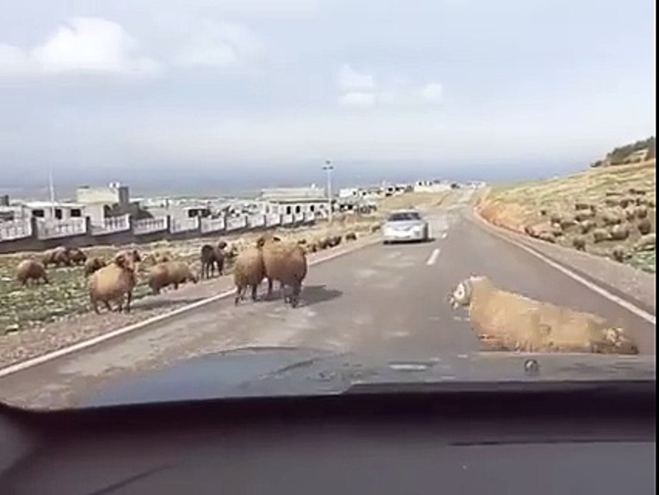 ARABAYA KAFA ATAN KOÇ