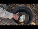 Mother Carpet Python Finds Secret Spot for Eggs