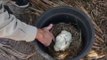 Mother Carpet Python Finds Secret Spot for Eggs