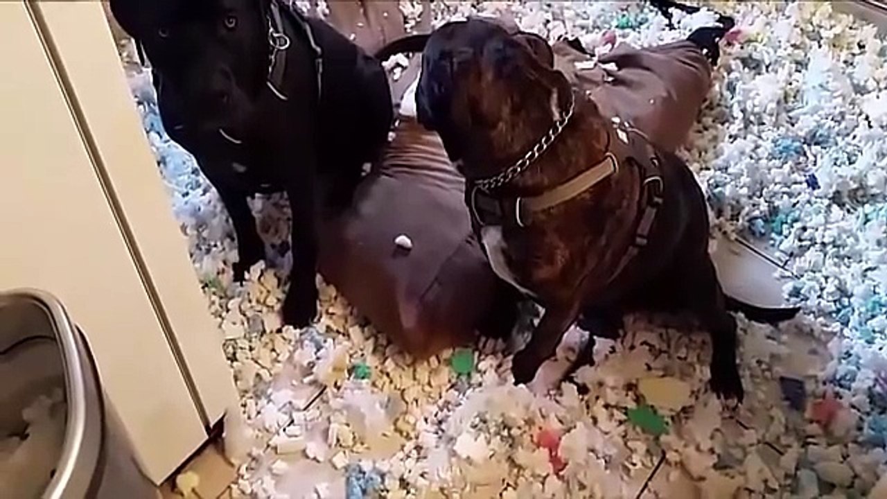 Funny dog-BEST Funny Guilty Dogs Compilation 2016