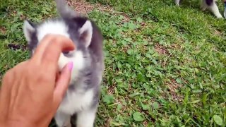 Best Funny Husky Puppies Video Compilation 2016 (Part 1)