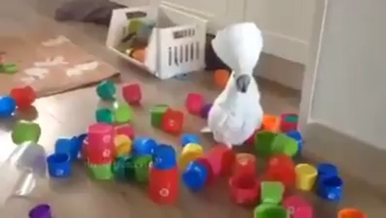 Bunları kim dikti buraya - Dağınık olacak o kadar