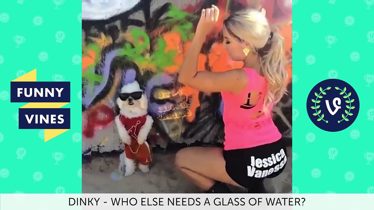 Funny Vines Animal Vines Compilation - Best Vines 2016