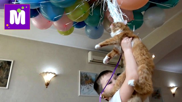 Мурка взлетает на воздушных шариках на канале у Макса Надуваем воздушные шарики и запускаем в воздух кошечки и игрушки