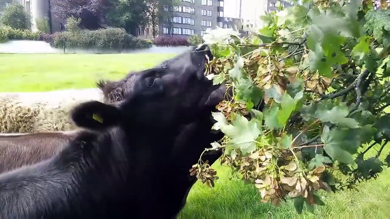 Cows Video for Children, More Cows for Kids - Livestock