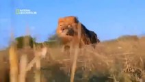 Most Dangerous Animals - National Geographic Wildlife Nature Documentary