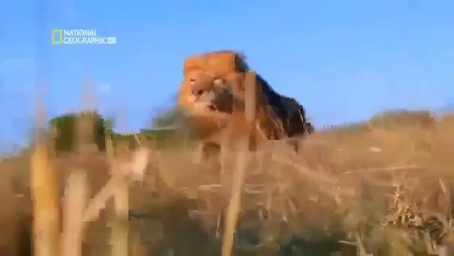 Most Dangerous Animals - National Geographic Wildlife Nature Documentary