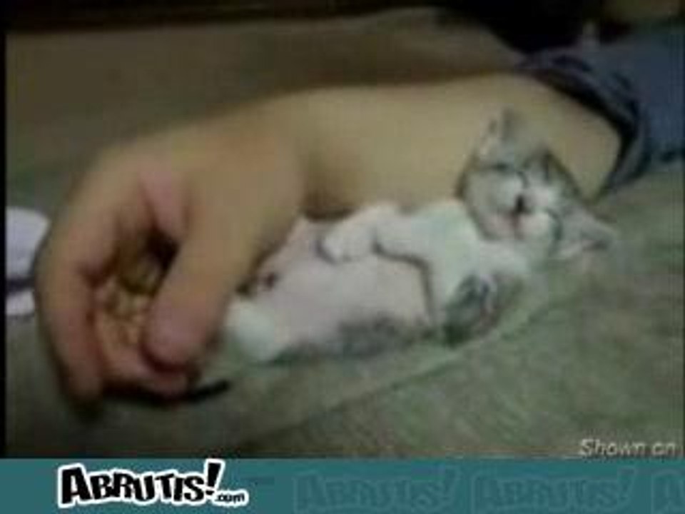 Chaton