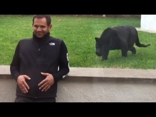 Panther sneaks up behind man and then