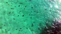 Galapagos Sharks Feeding Off of Ascension Island part2
