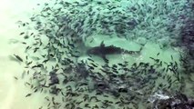 Galapagos Sharks Feeding Off of Ascension Island part4