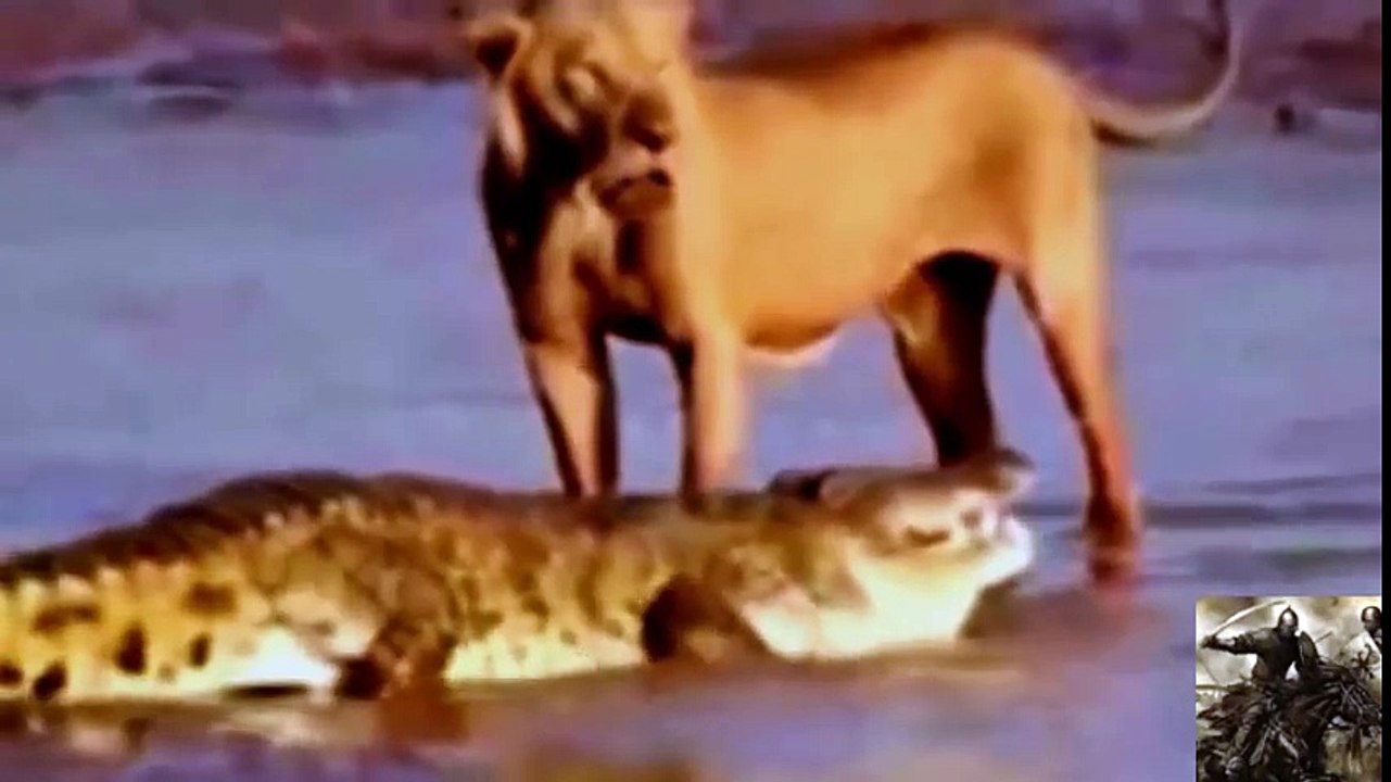 animals killed lion_14