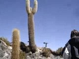 Isla Incahuasi, désert de sel de Bolivie (île aux cactus)