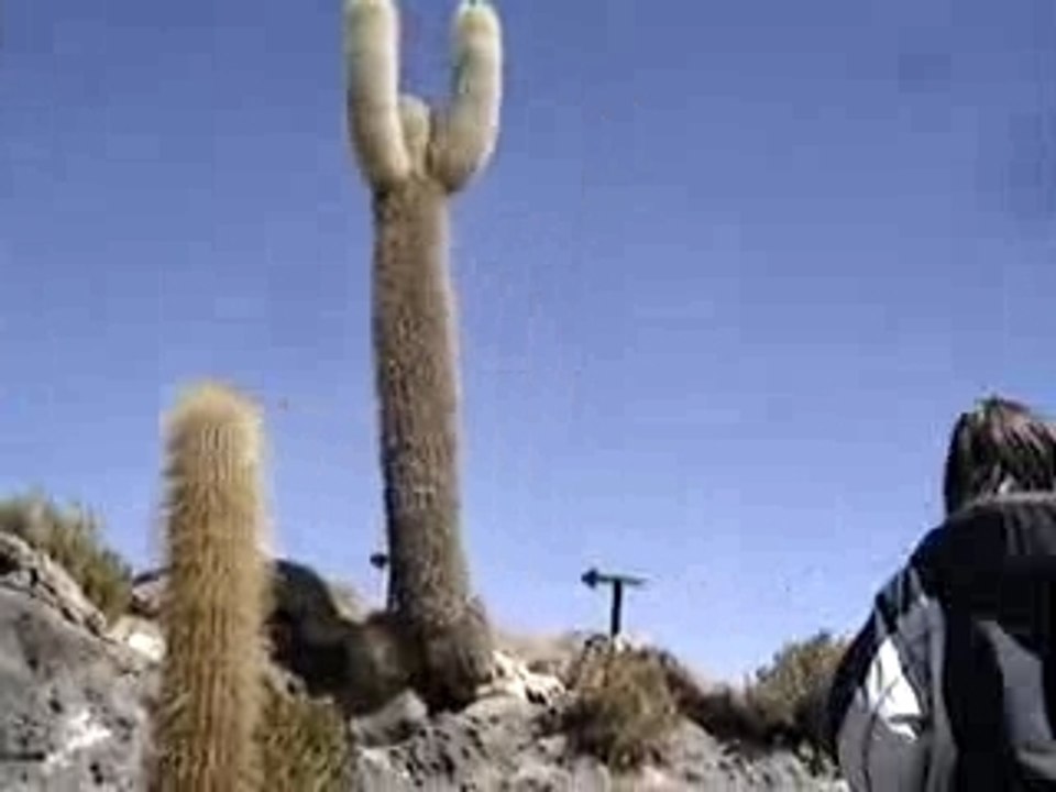 Isla Incahuasi, désert de sel de Bolivie (île aux cactus)